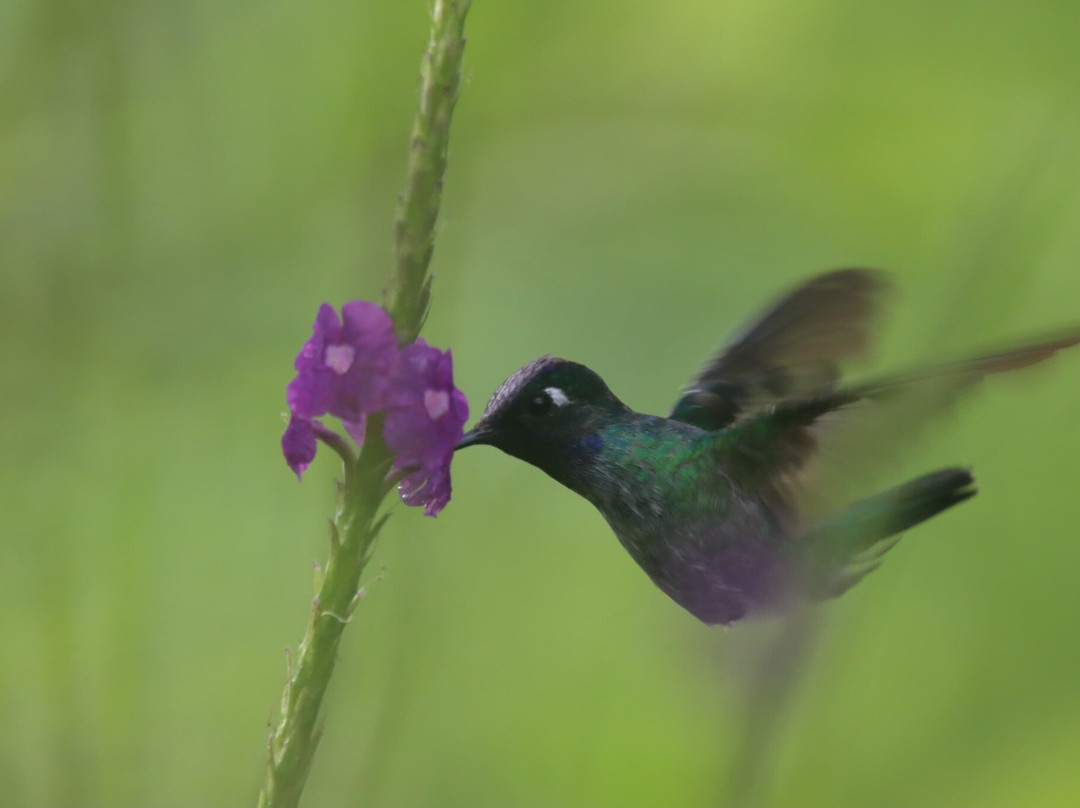 Wildlife Tours Costa Rica - Arenal-福德圣卡洛斯必去景点