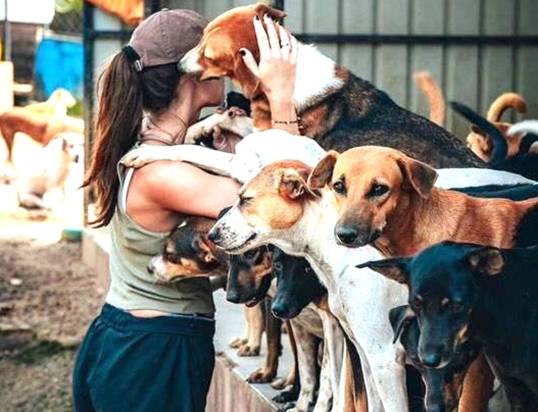 Animal SOS Sri Lanka-阿杭玛必去景点