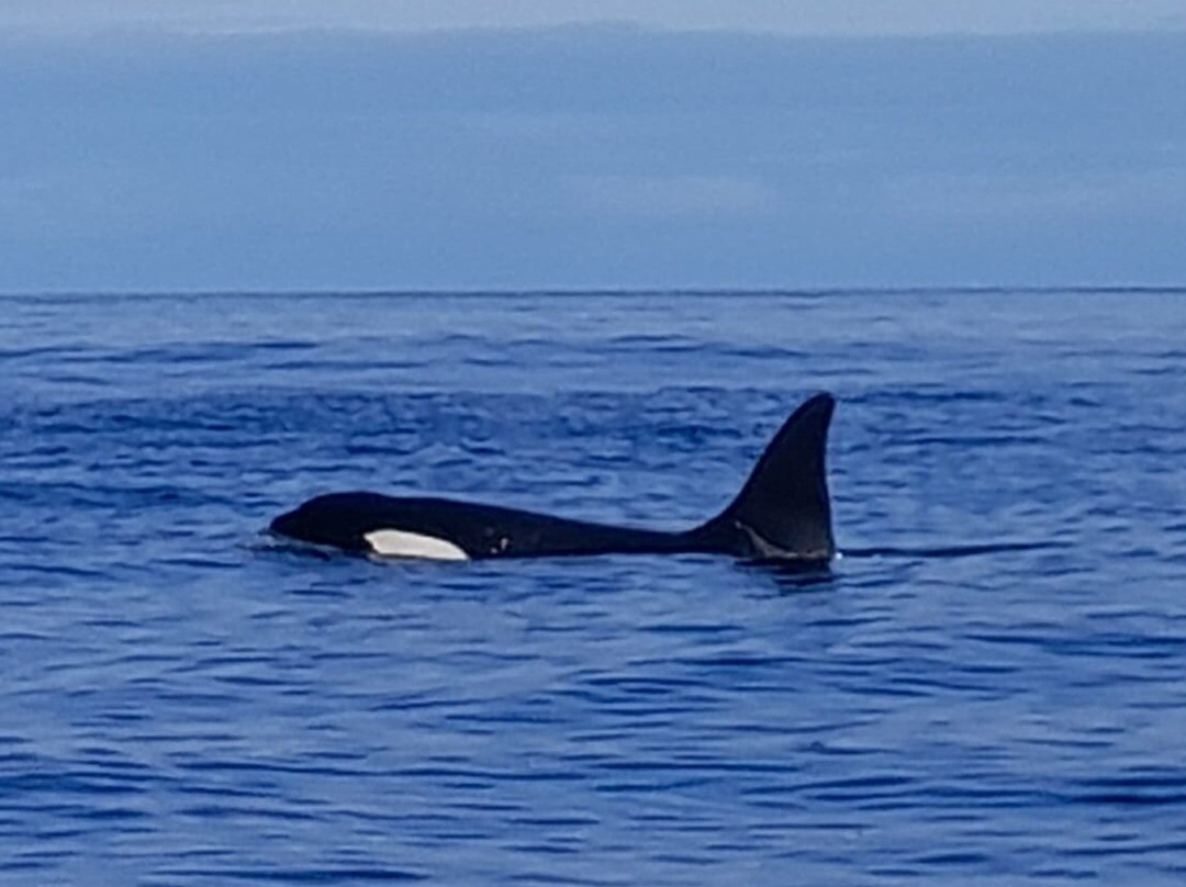 Whale2sea Whalesafari Andenes-Andenes必去景点