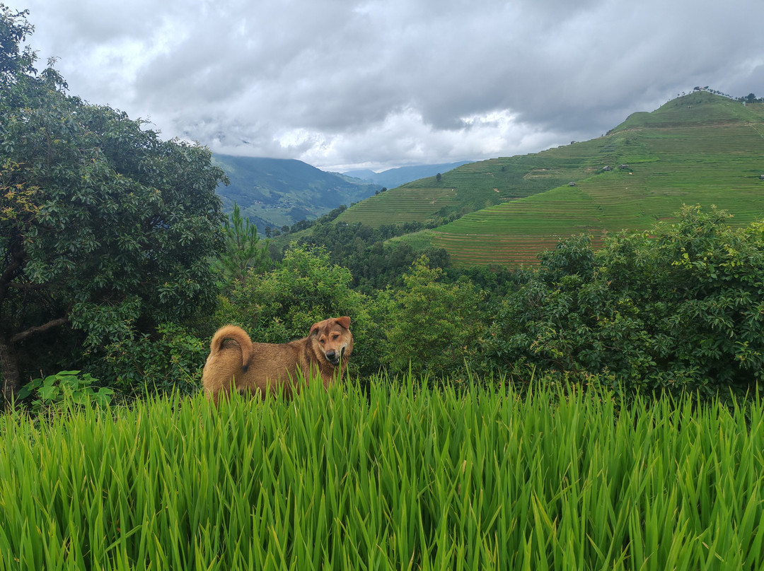 Indigenous Adventure-Mu Cang Chai必去景点