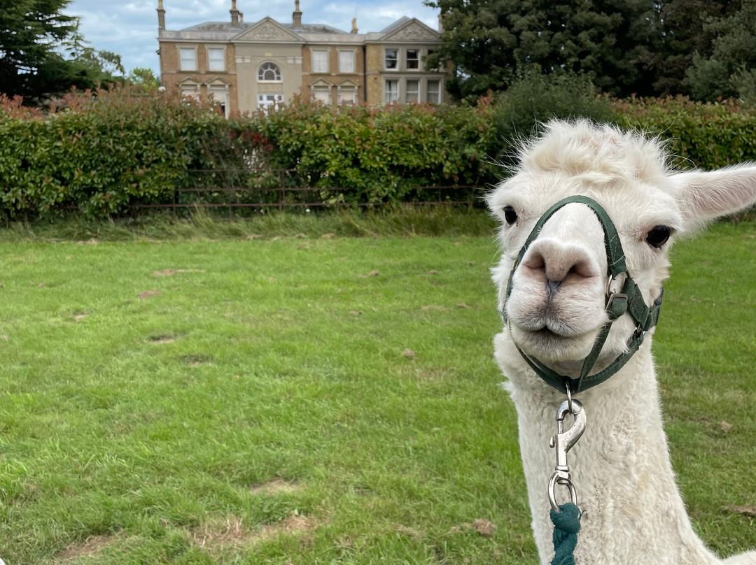 Woodland View Alpacas-Birchington必去景点