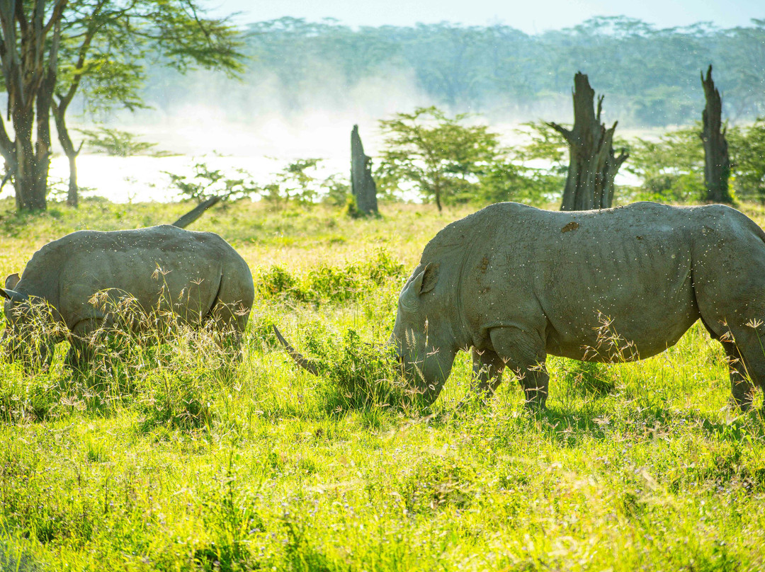 Olenini Safaris-纳罗克必去景点