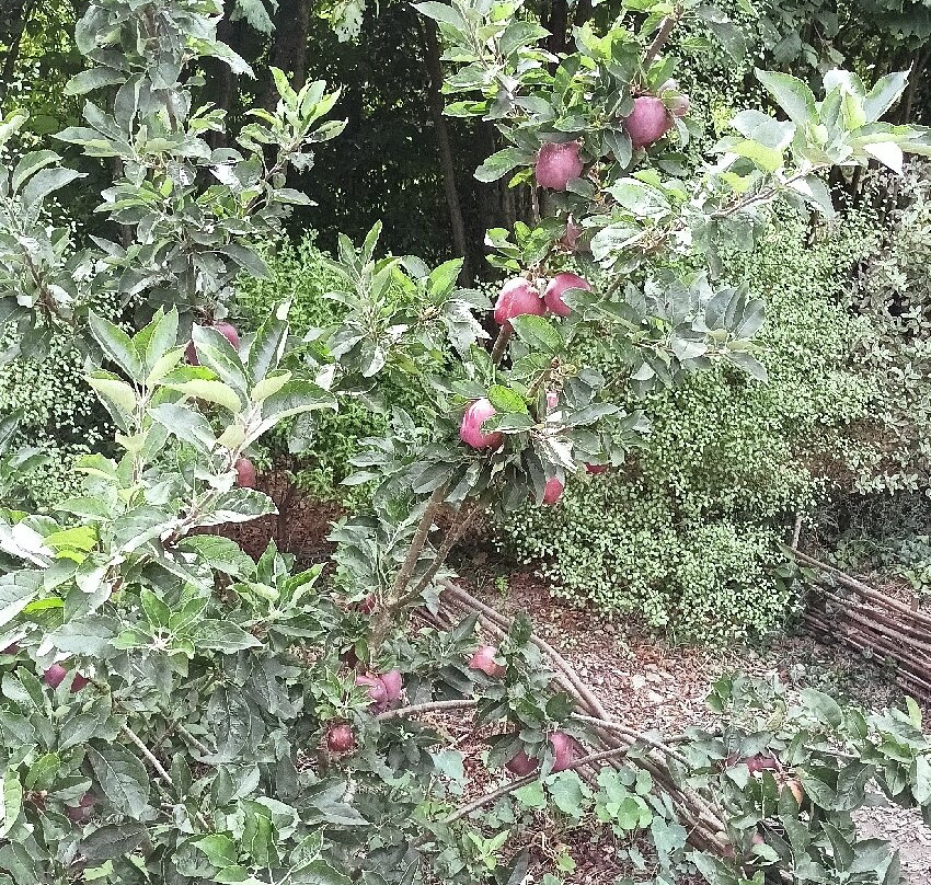 Le Jardin Des Osmanthes-La Bouillie必去景点