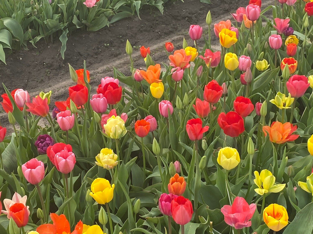 Veldheer Tulip Gardens-荷兰村必去景点
