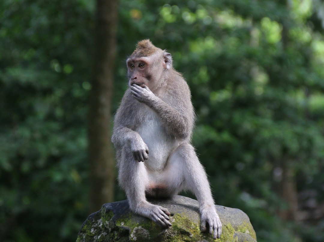 Bali Car Services-库塔必去景点