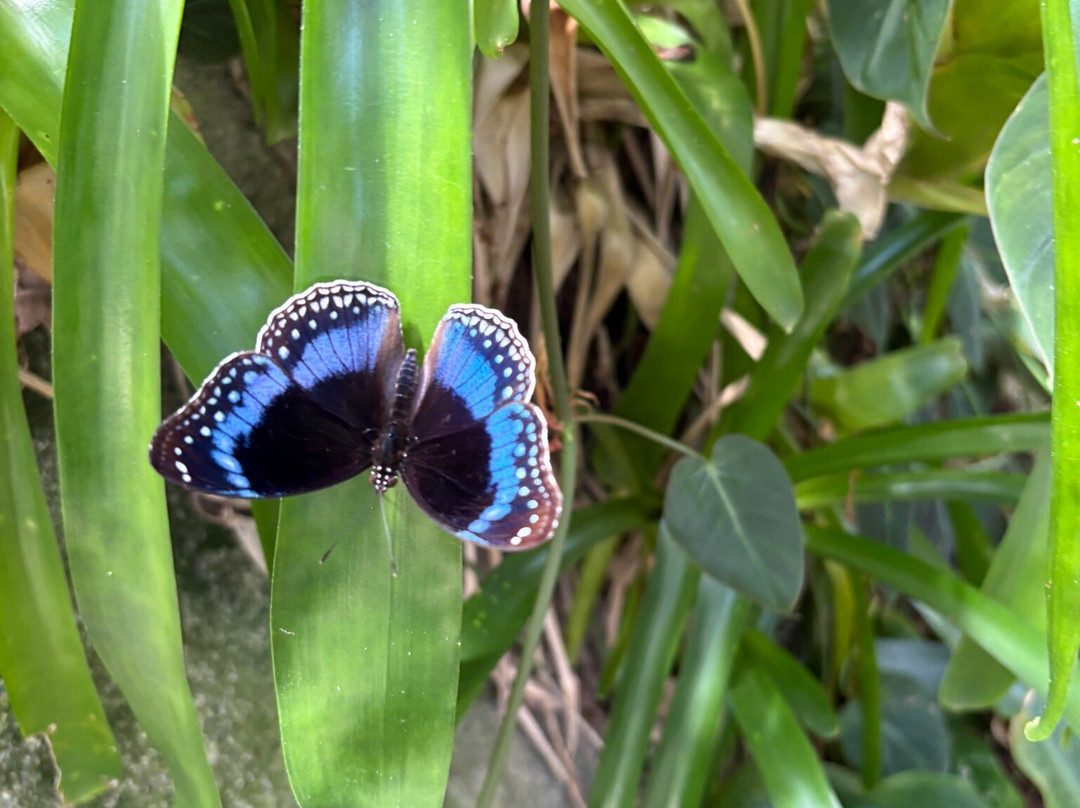 Australian Butterfly Sanctuary-库兰达必去景点