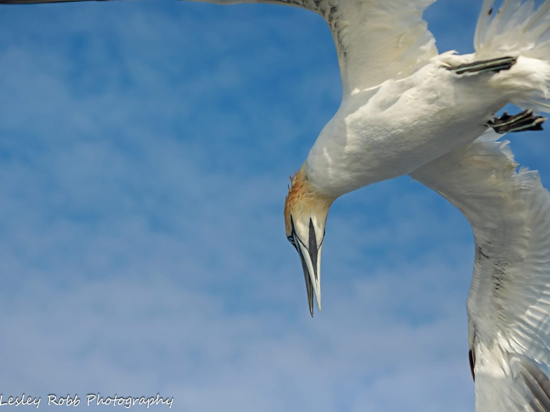Shetland Seabird Tours - The Noss Boat-Lerwick必去景点