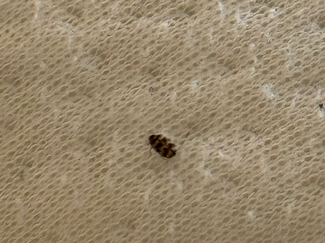 White Apartments - Adults Only主图