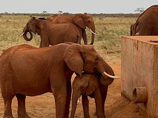 Moha Safari Kenya-瓦塔木必去景点