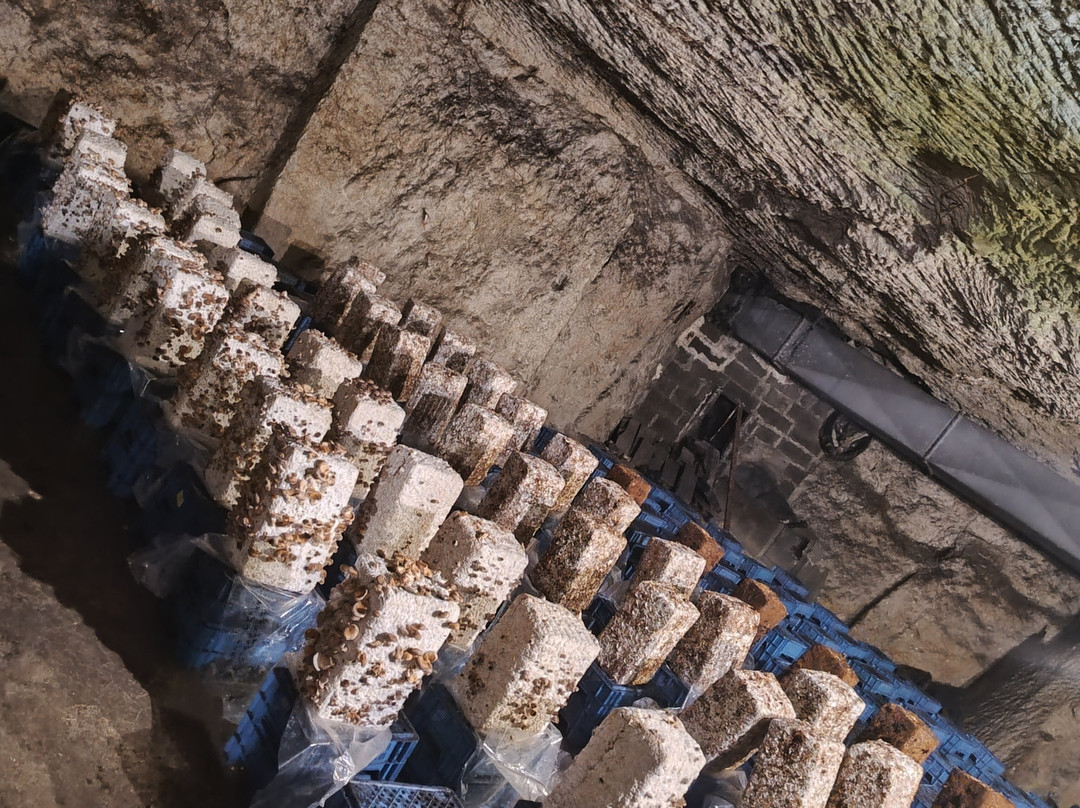 Champignonniere Orbec