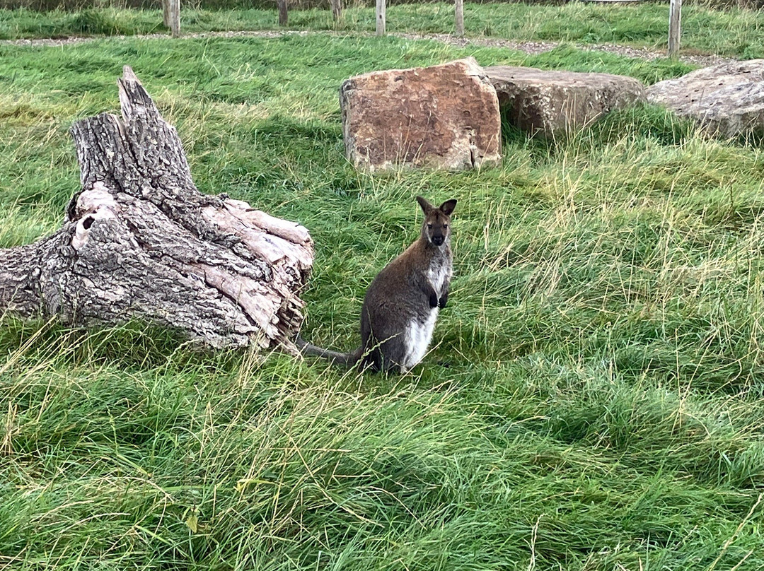 Mrs Dowsons农场-Clayton le Dale必去景点