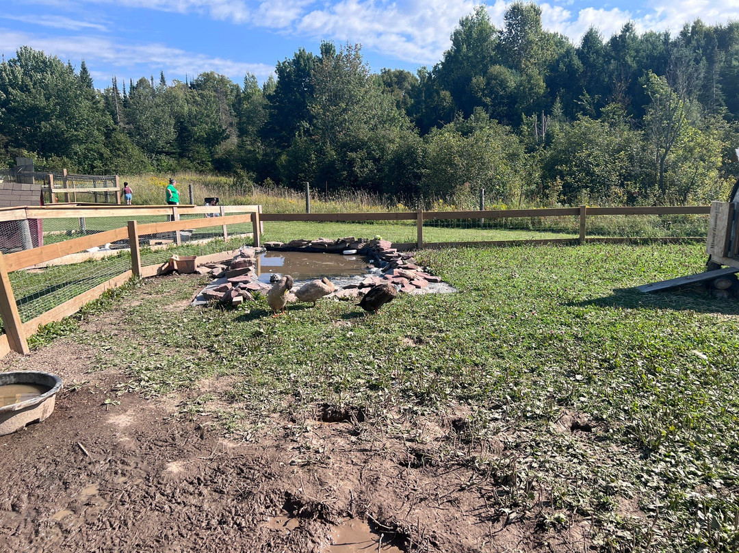 Harmony Acres Ranch & Petting Farm-Cornville必去景点