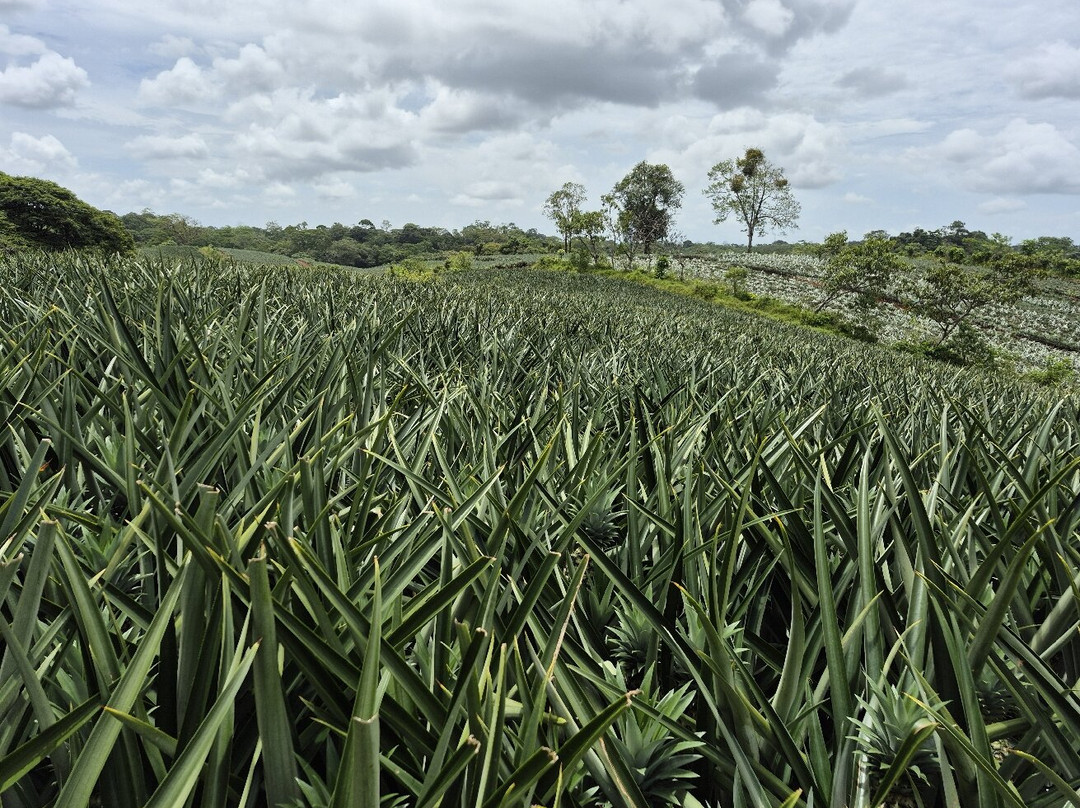 The Best Pineapple Tour Costa Rica-Rio Cuarto必去景点