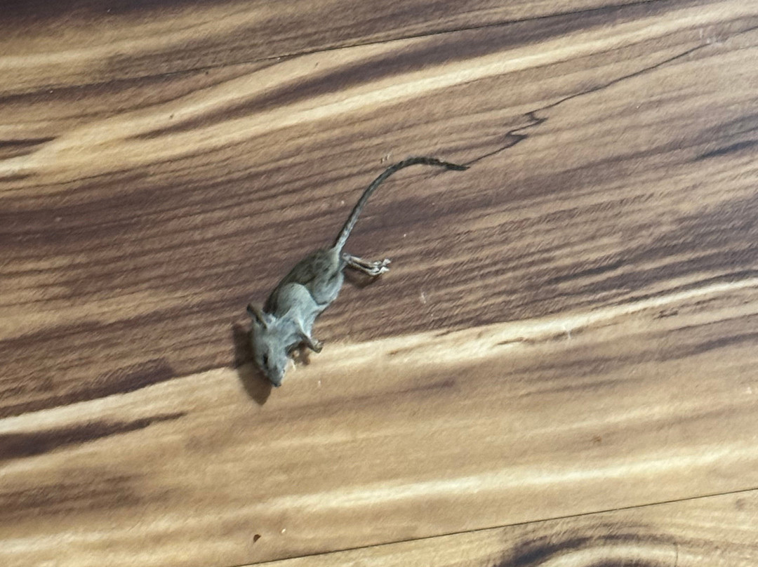 Red Roof Inn Winchester - Lexington East主图