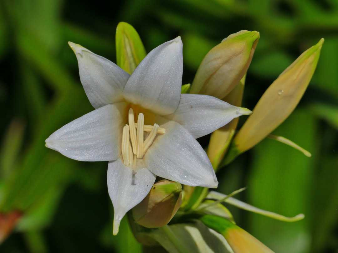 Jardin Exotique et Botanique de Roscoff-罗斯科夫必去景点