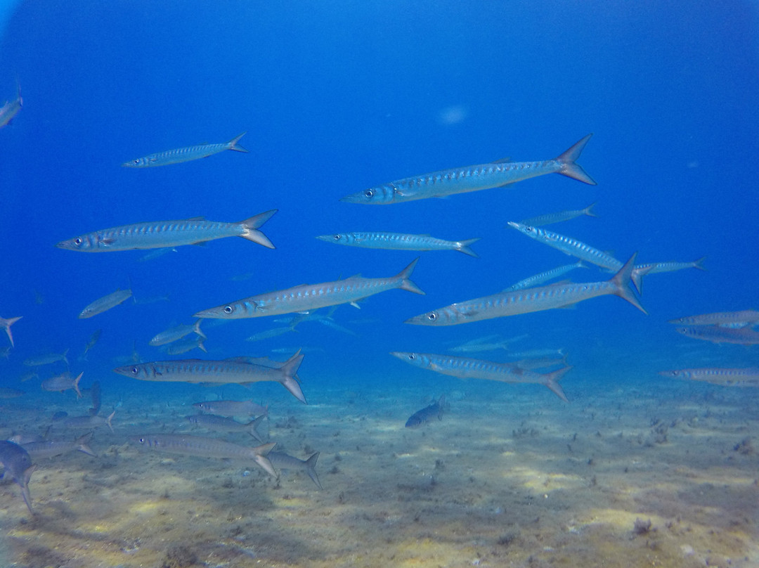 Arian Diving Centre-卡达米那必去景点