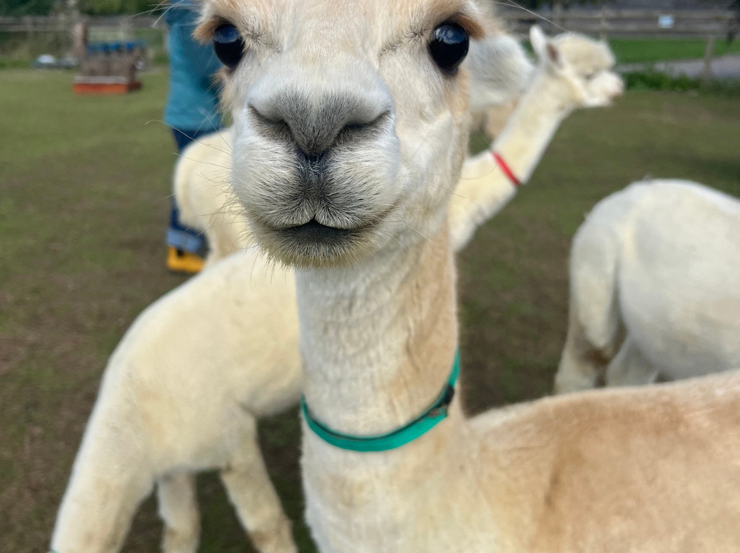 Cary Alpacas-约维尔必去景点
