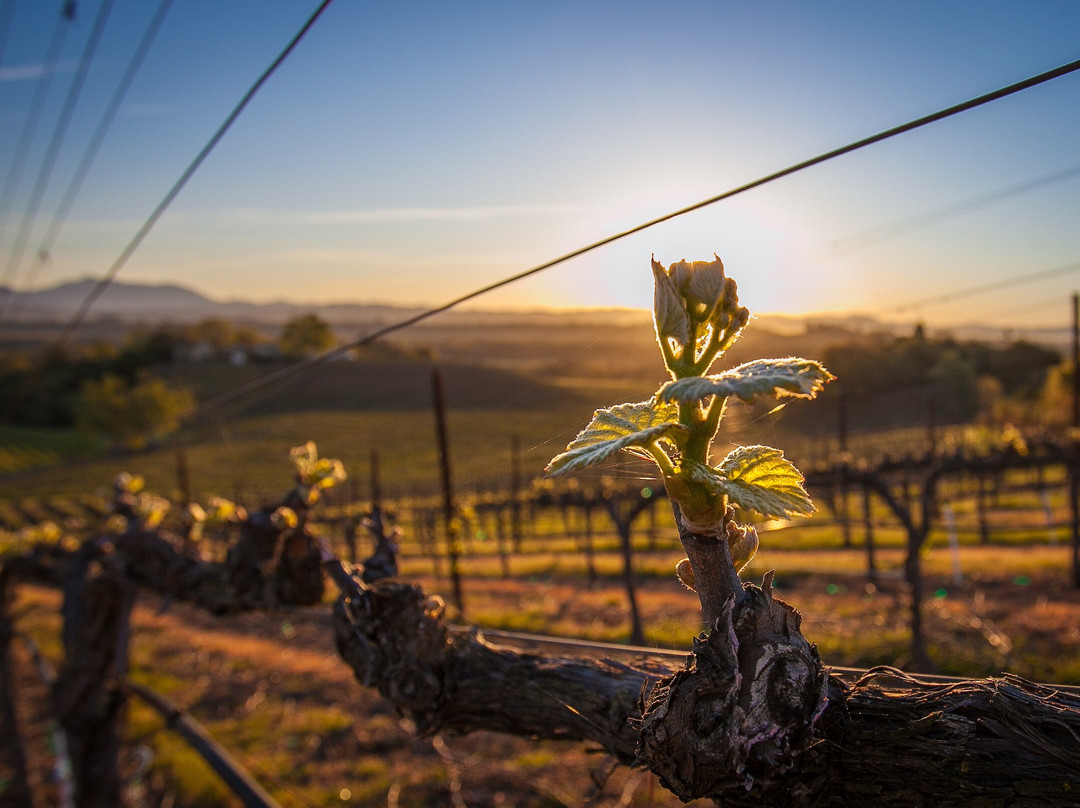 Rochioli Vineyards and Winery-希尔兹堡必去景点