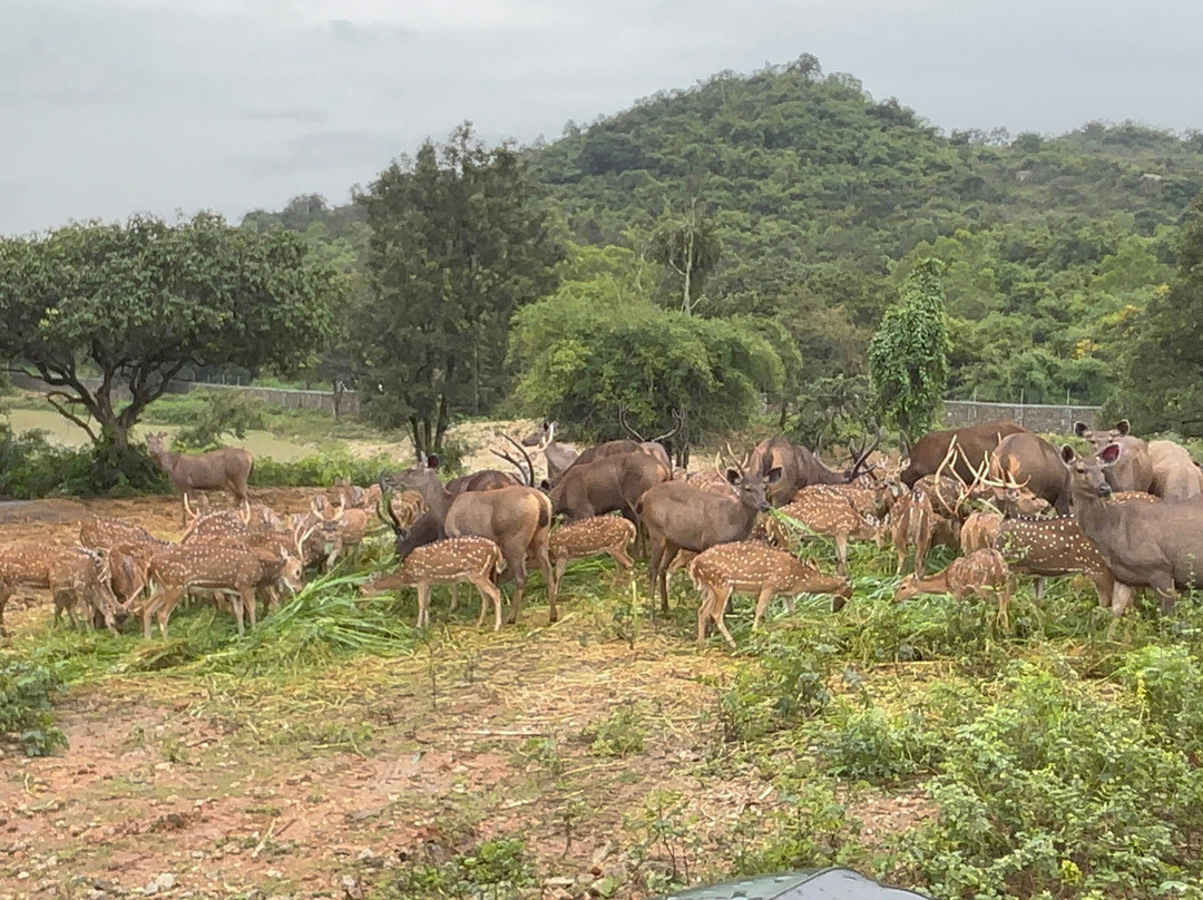 Bannerghatta Biological Park-班加罗尔必去景点