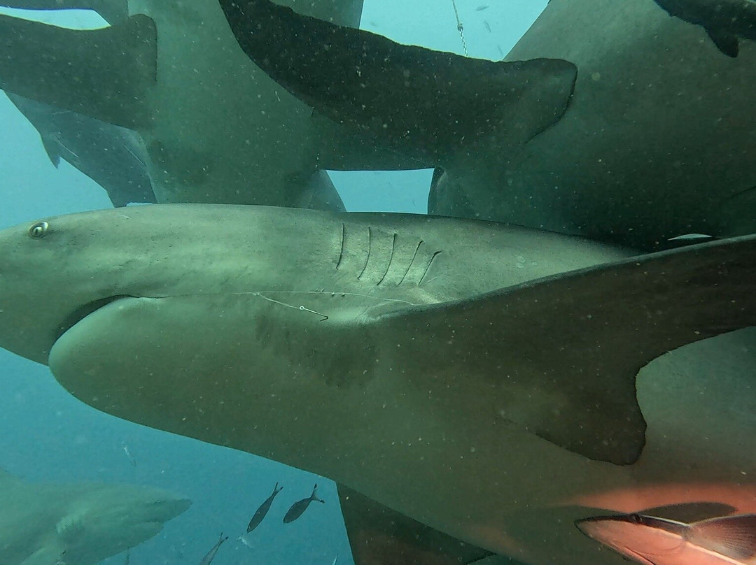 Beqa Adventure Divers-太平洋港必去景点