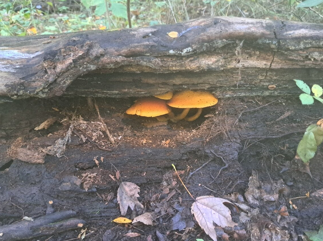 Shades State Park-Waveland必去景点