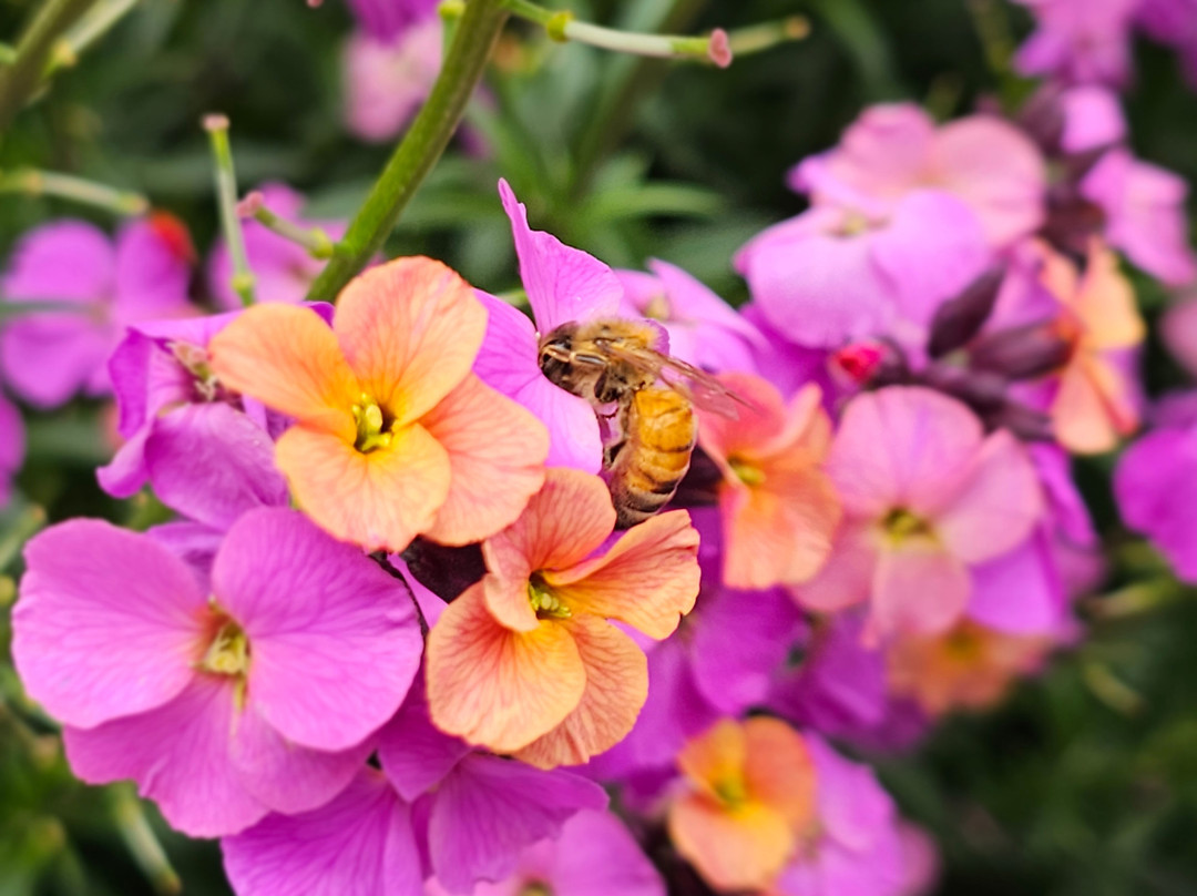 Jirrahlinga Dingo Conservation & Wildlife Education Centre-Chewton必去景点