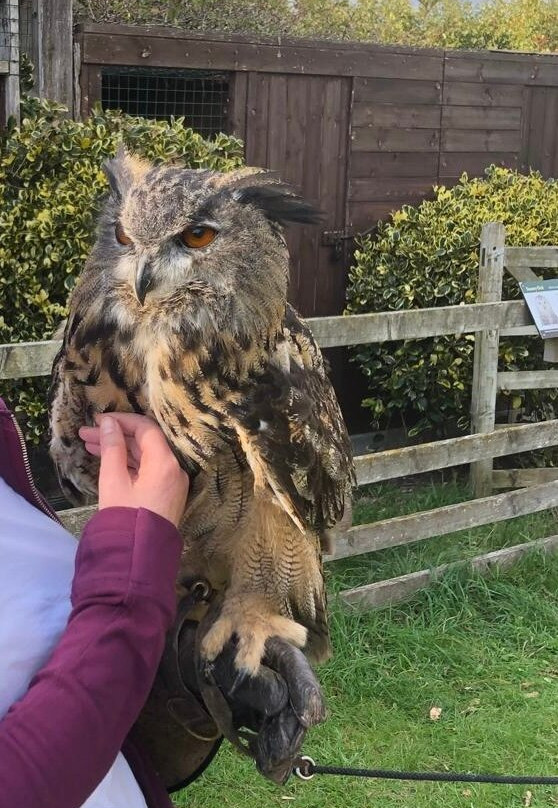 Vale Royal Falconry Centre-Northwich必去景点