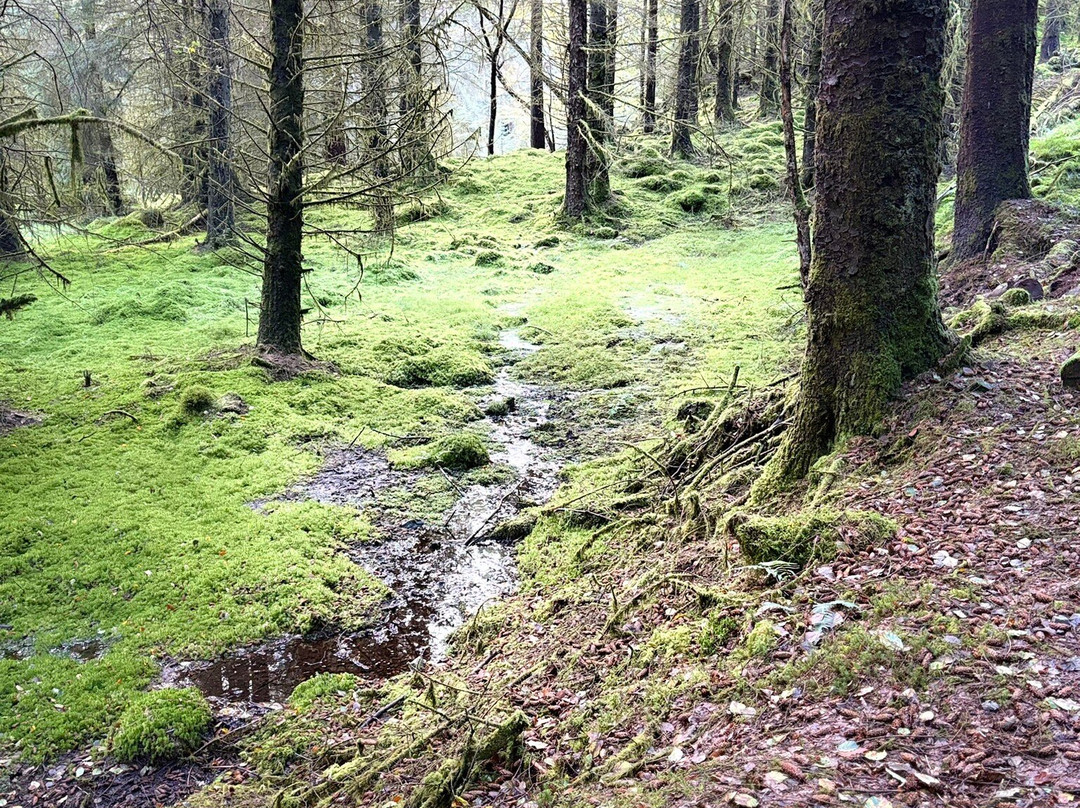 Three Lochs Forest Drive-Aberfoyle必去景点