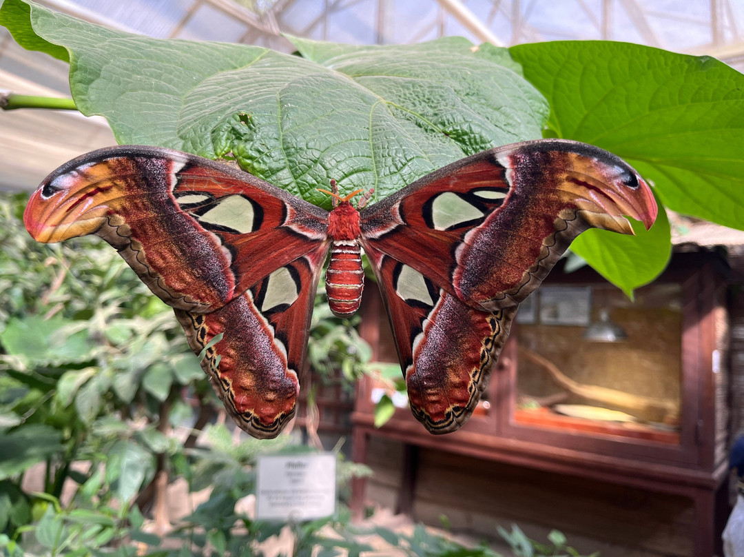 Garten Der Schmetterlinge-Bendorf必去景点