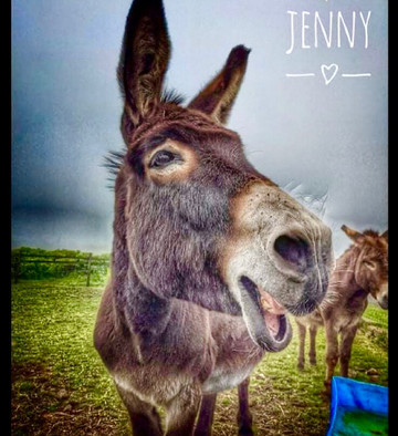 Puffin Croft Petting Farm & Farm Shop-John O'Groats必去景点