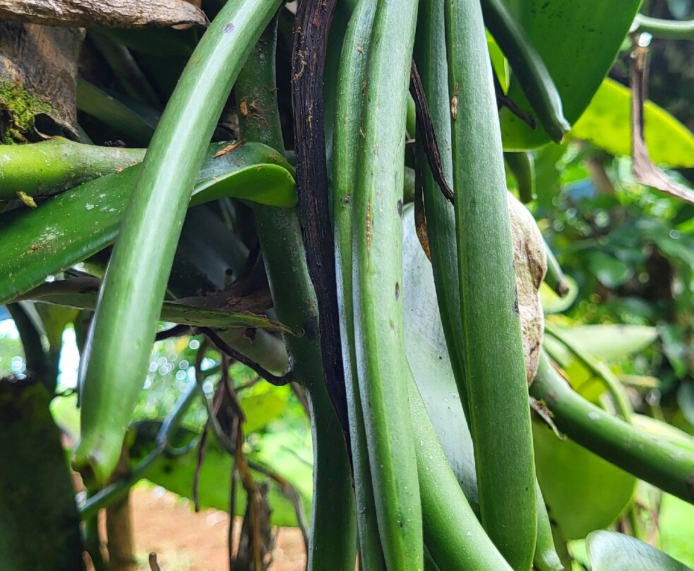 Finca Sura-Puerto Viejo de Sarapiqui必去景点