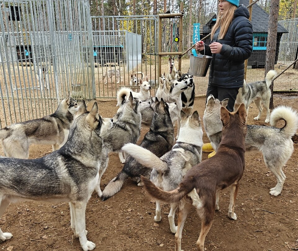 Happy Huskies-伊瓦洛必去景点