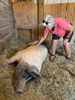 The Gentle Barn-圣克拉丽塔必去景点