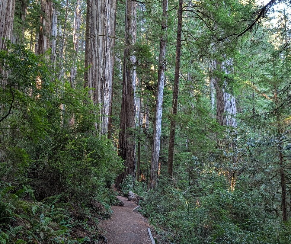 Grove of Titans Trail-克雷森特城必去景点