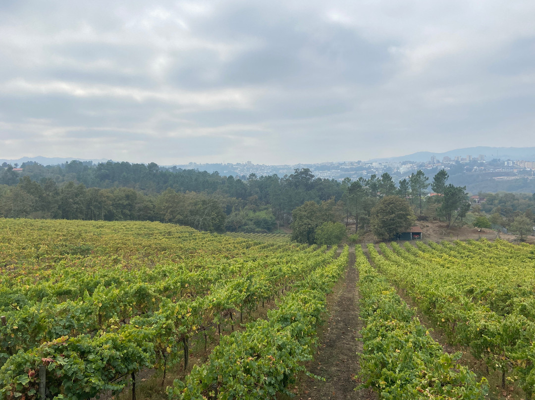 Sapateiro - Vineyard & Winery-Marco de Canaveses必去景点