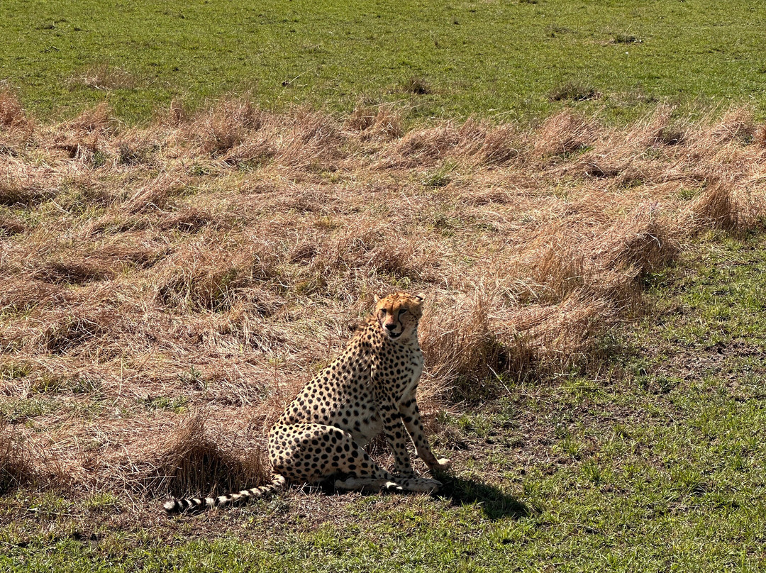 Seremara Safaris-Karen必去景点