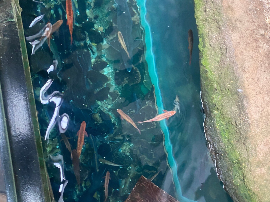 Lakes Aquarium-Newby Bridge必去景点