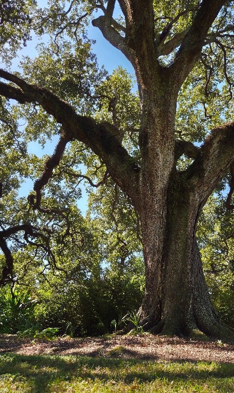 Tours by Isabelle-新奥尔良必去景点