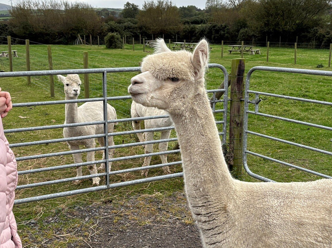 Mourne Alpacas Trekking With Over 100 Alpacas-Dromara必去景点