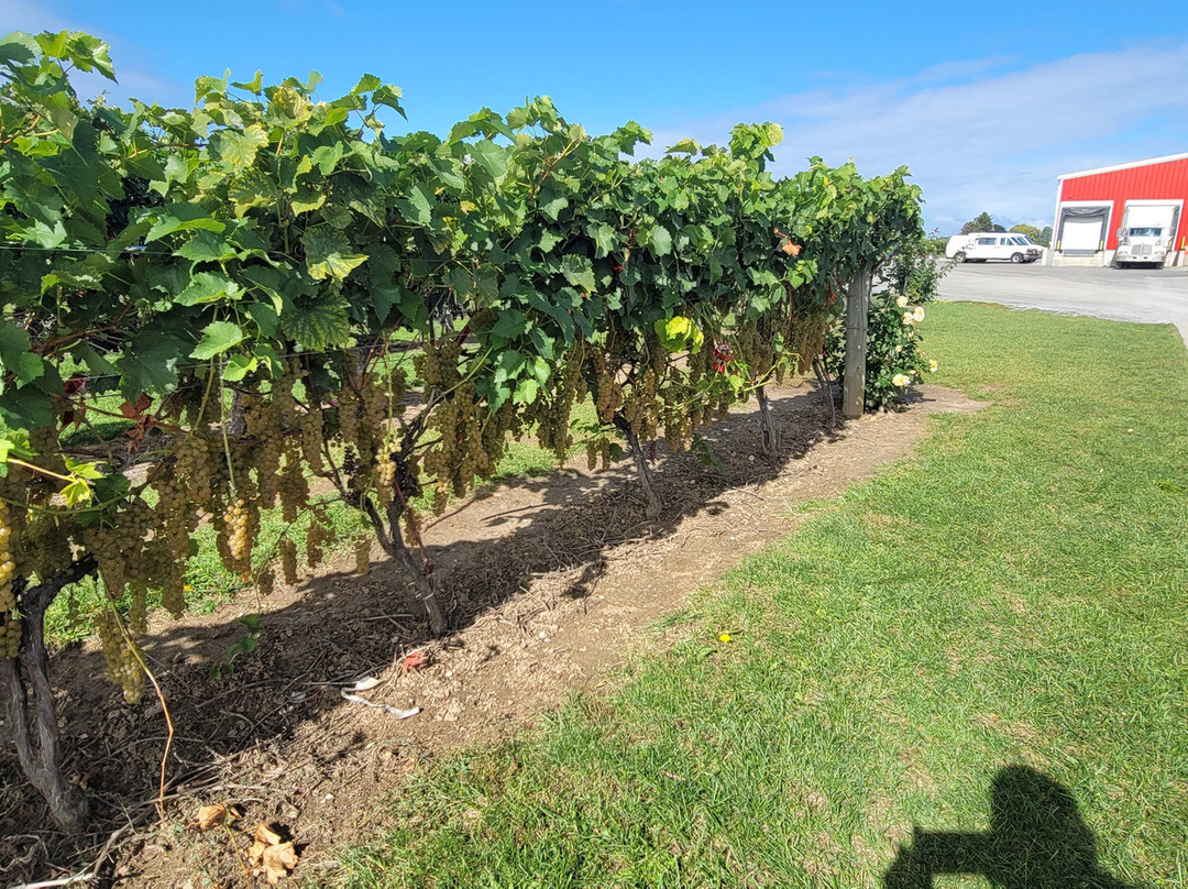 Between the Lines Winery-滨湖尼亚加拉必去景点