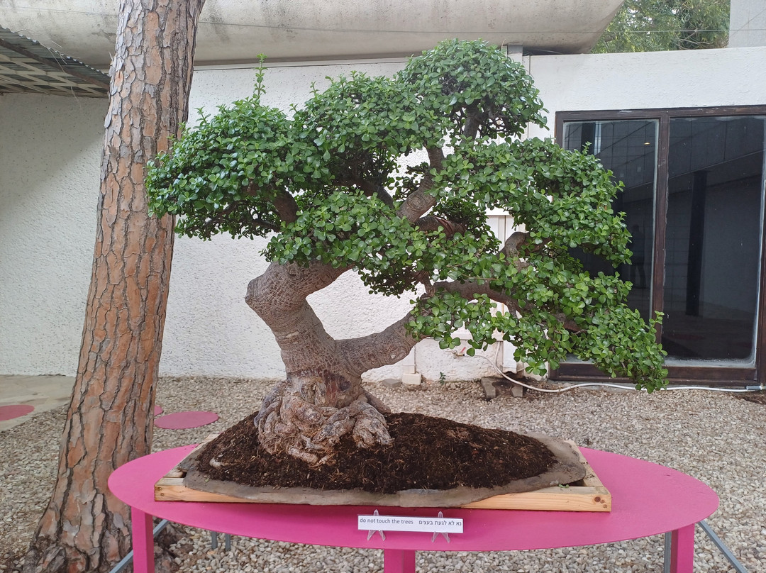 Tikotin Museum of Japanese Art-Haifa必去景点