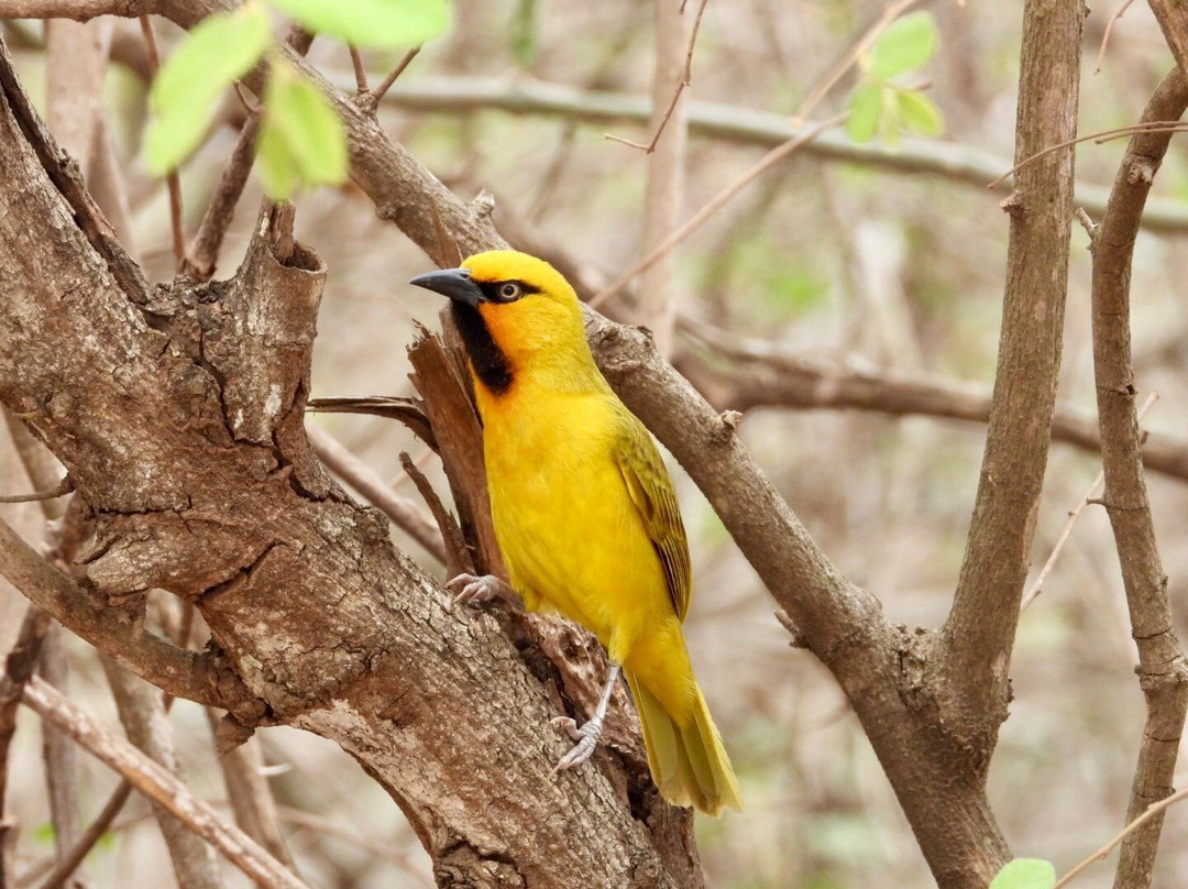 Southern Kruger Safaris-玛洛斯帕克必去景点