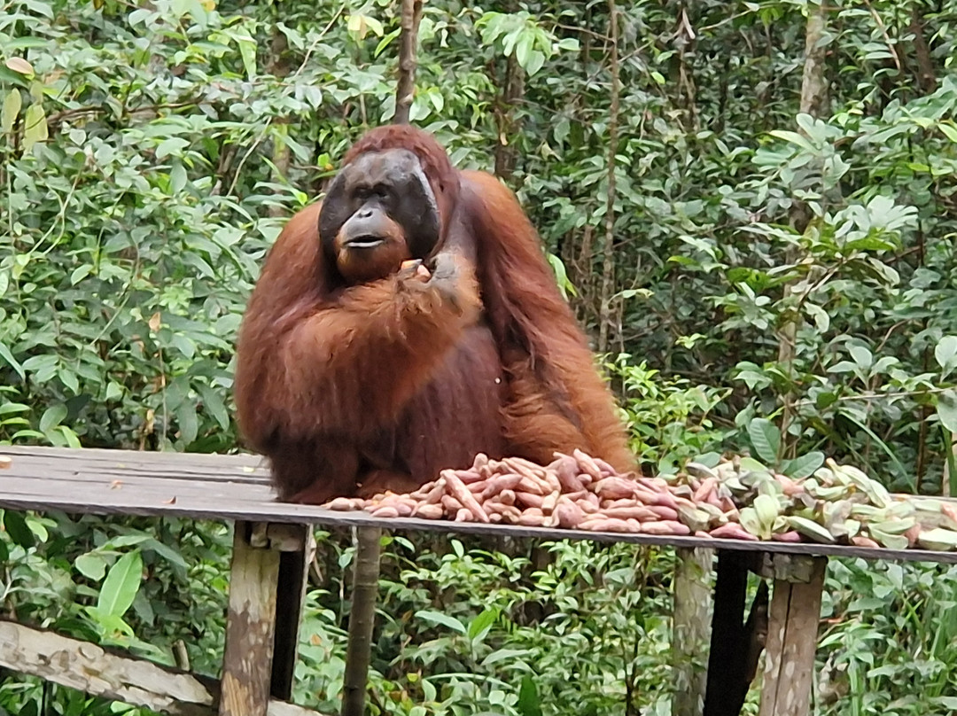 Local Guides - Tanjung Puting-Pangkalan Bun必去景点