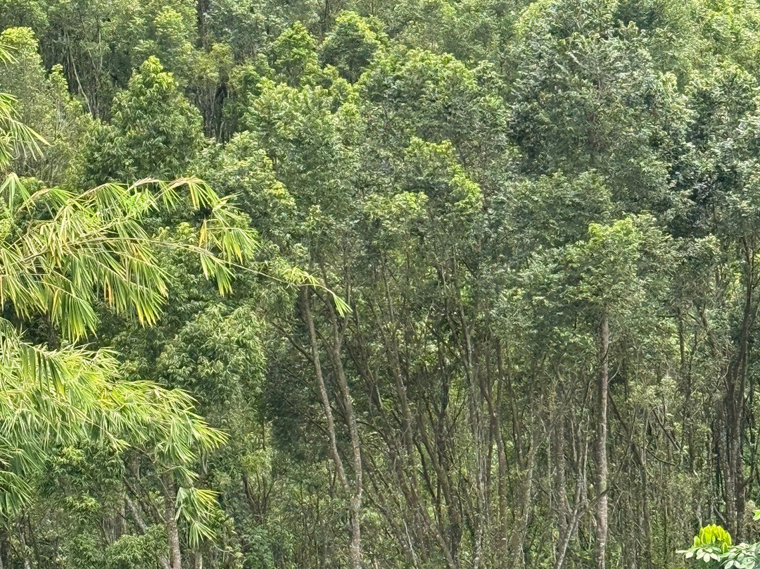Gaharu Tea Valley-务边必去景点