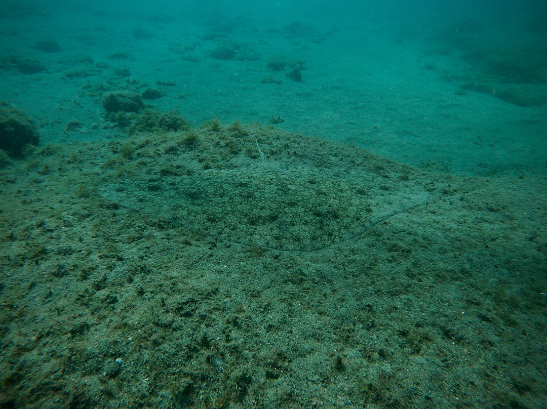 Puerto Rico Diving-波多黎各必去景点
