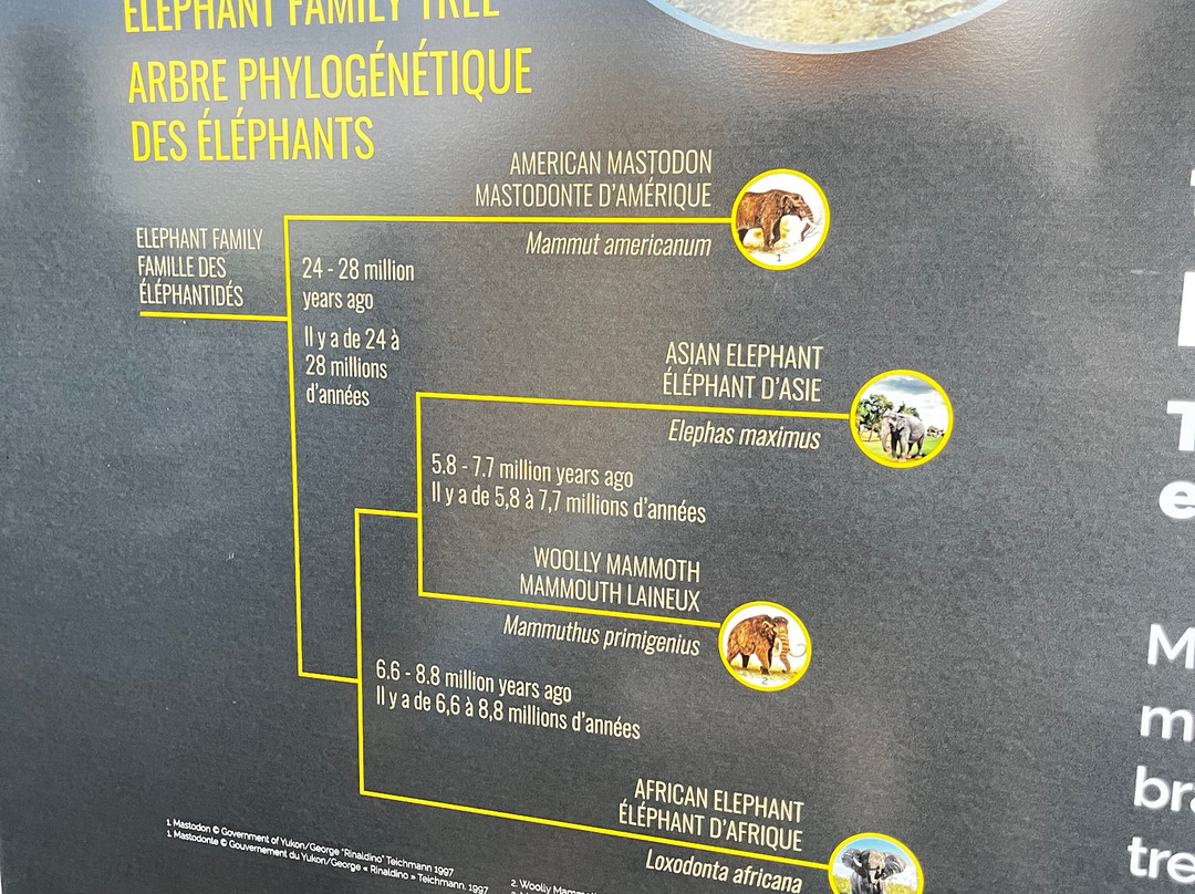 Yukon Beringia Interpretive Centre-白马市必去景点