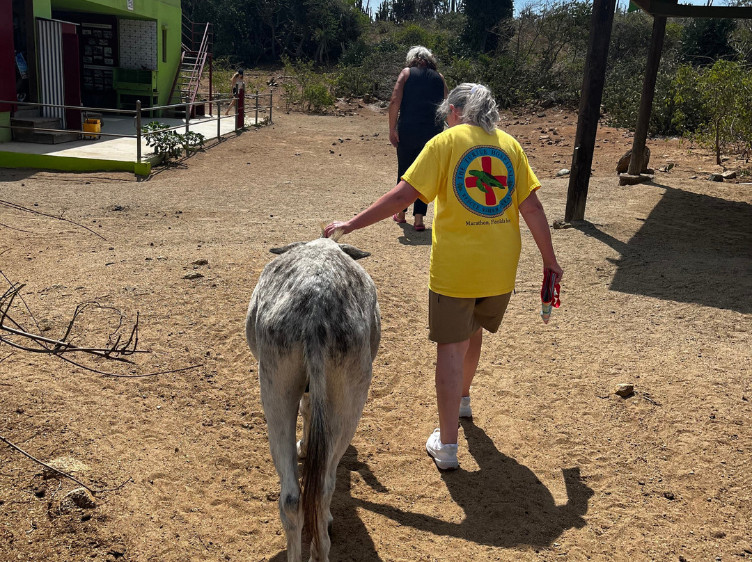 Donkey Sanctuary Aruba-Santa Cruz必去景点