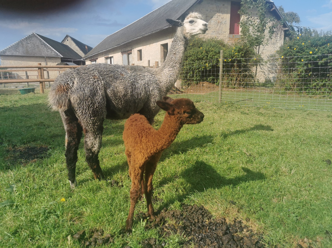 Alpaga Normandie - Animaux Miniatures-巴约必去景点