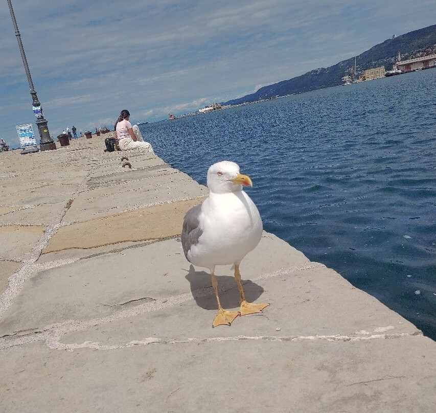 Molo Audace - Già "Molo S. Carlo"-的里雅斯特必去景点