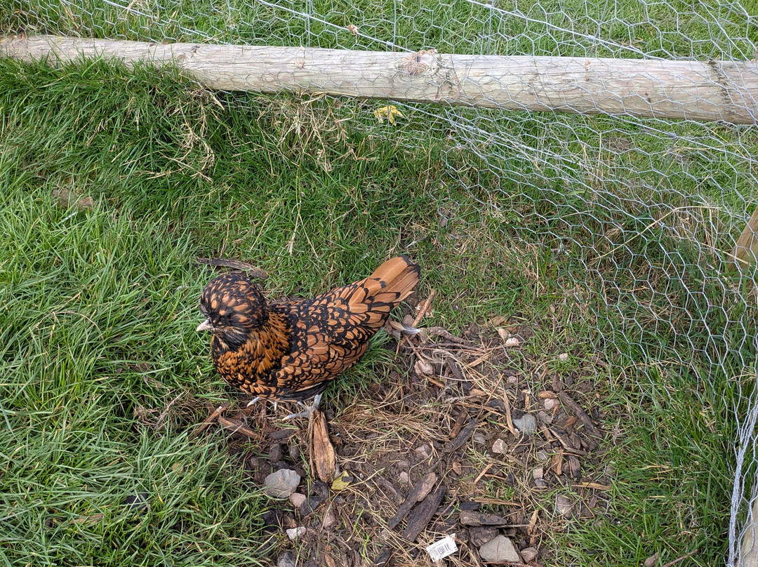 Woodgate Valley Country Park-伯明翰必去景点
